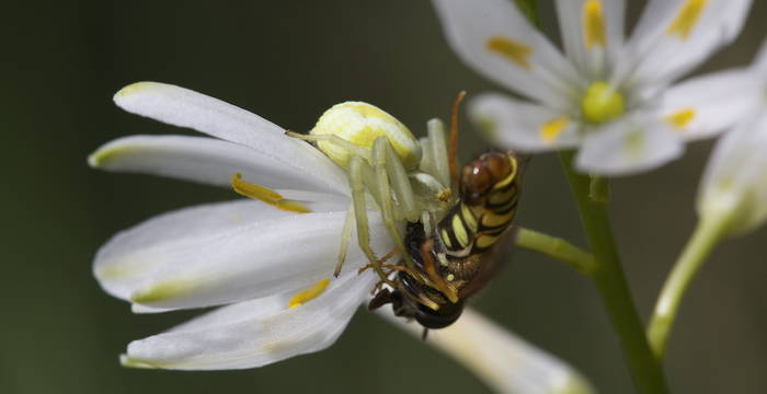 Antericum liliago e ragno tomiside