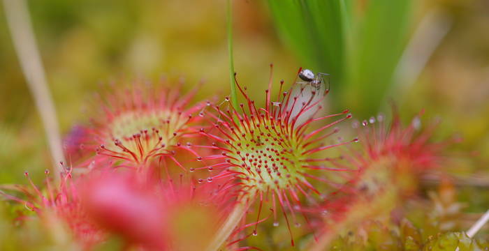 Drosera rotundifolia