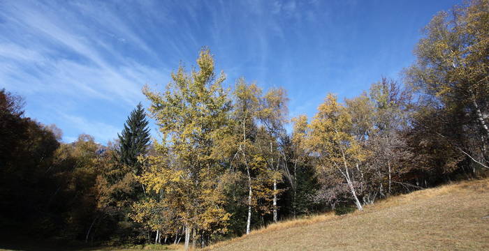 Boschi alla Bedrina