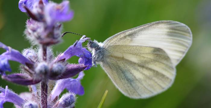 Leptidea su Ajuga