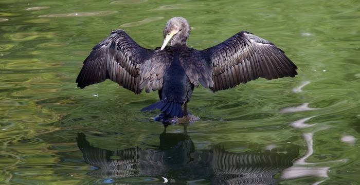 Cormorano