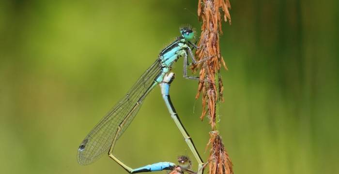 Ischnura in accoppiamento