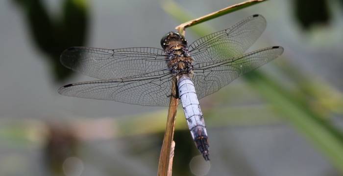 Orthtetrum cancellatum