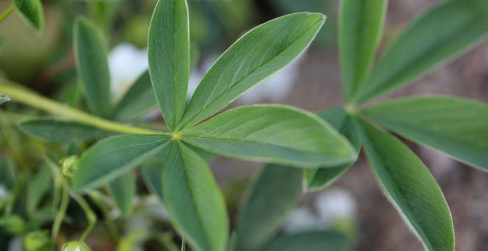 Potentilla alba