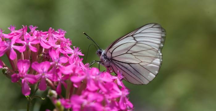 Silene armeria e Aporia crataegi