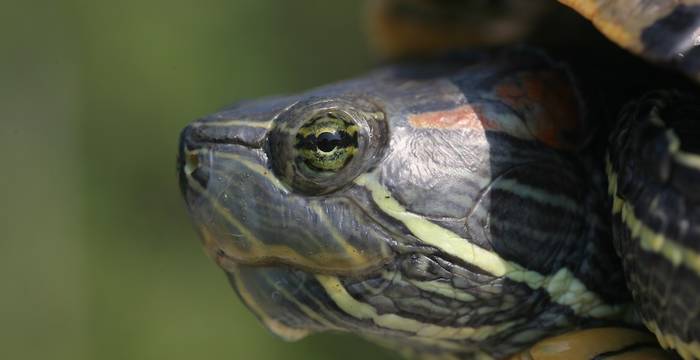 Trachemys scripta elegans