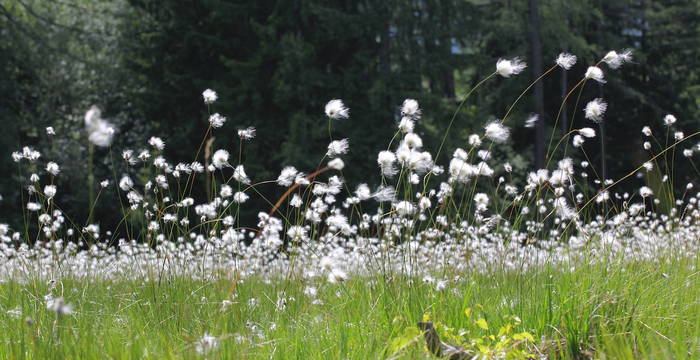 Eriophorum