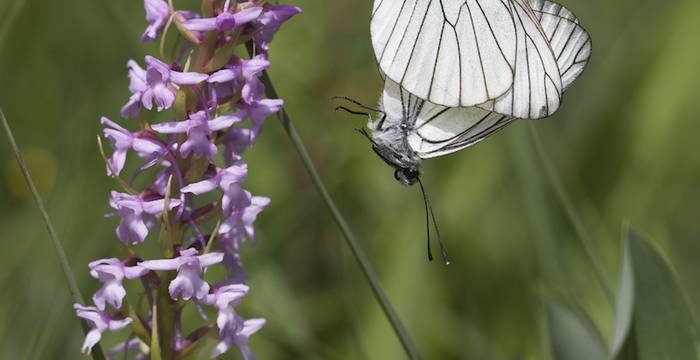 Orchidea con Aporia crataegi