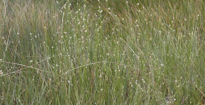 Rhynchospora alba