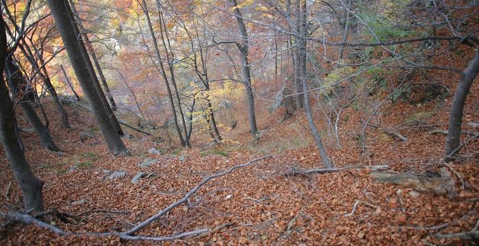 Vedi il camoscio?