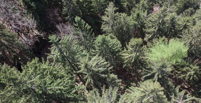 Il bosco visto dall'alto