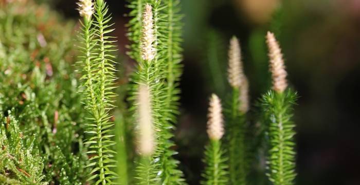 Licopodium annotinum