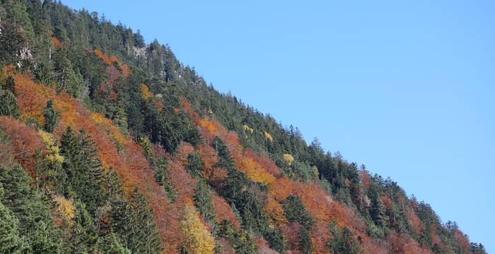 Sfumature di rosso