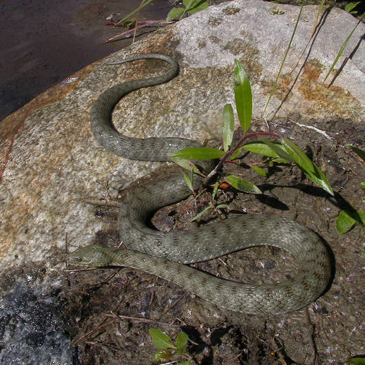 Natrice tassellata