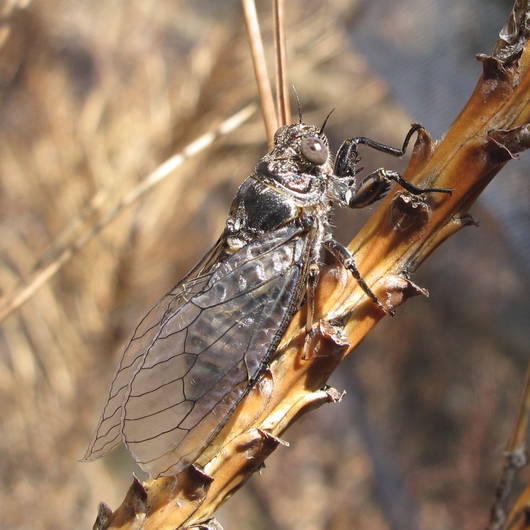 Tettigetta argentata