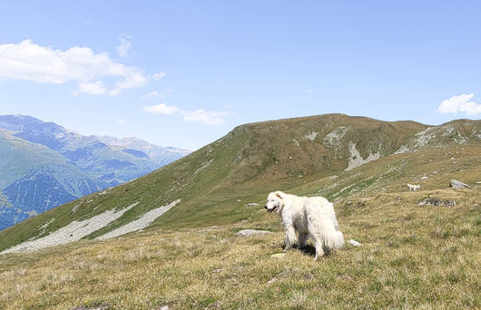 200'000 pecore e capre pascolano ogni anno sugli alpeggi