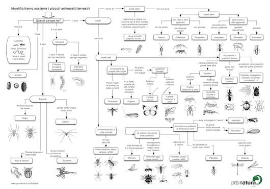 Chiave d'identificazione