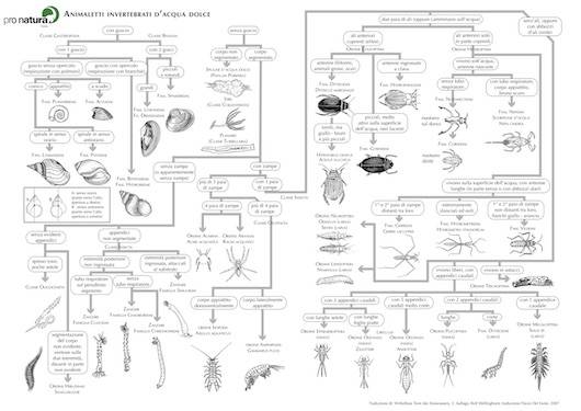 Chiave invertebrati acquatici