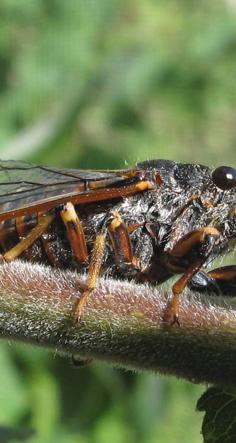 Cicadetta montana