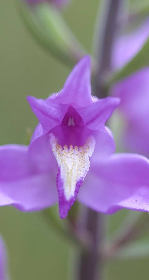 Cephalanthera rubra