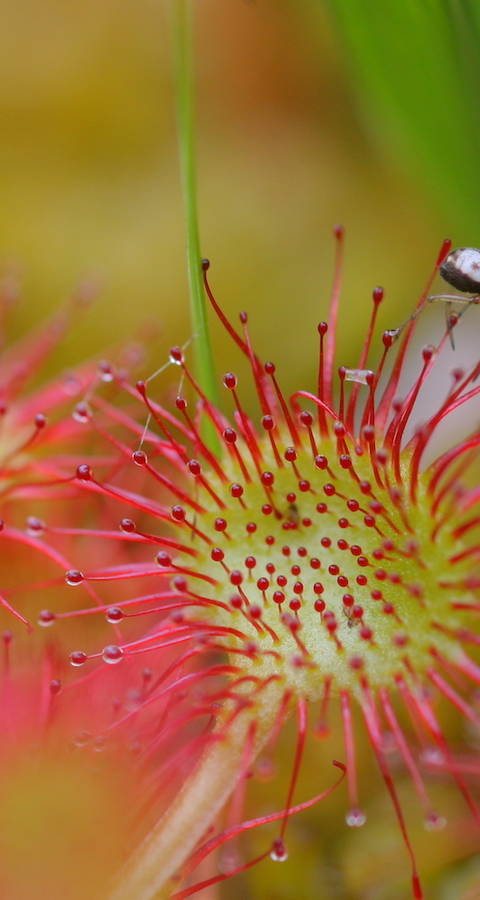 Drosera rotundifolia