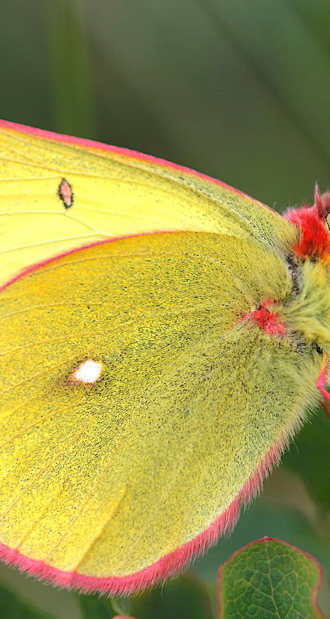 Colias palaeno maschio