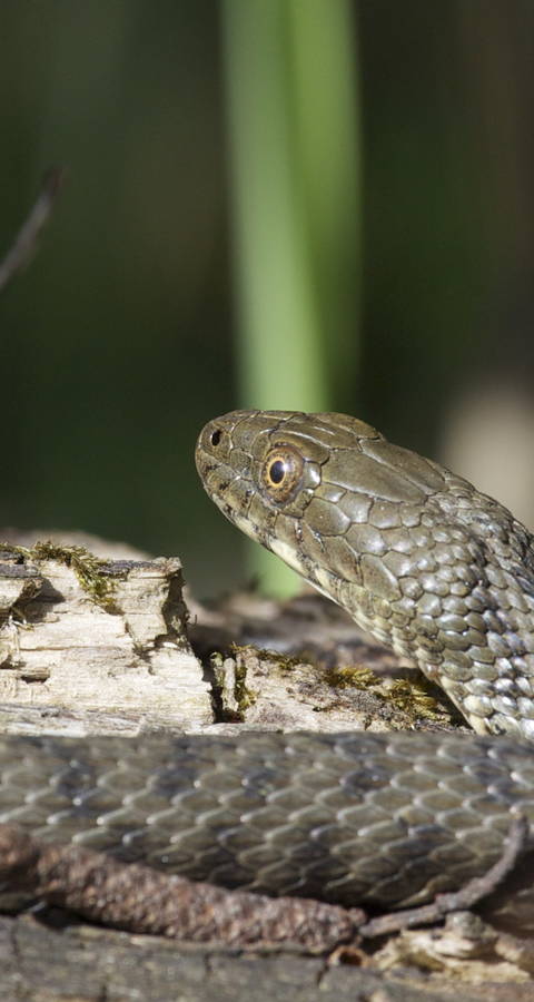 Natrice tassellata