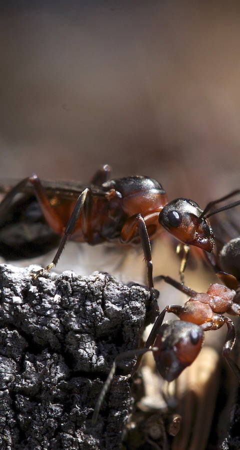 Formica cf. lugubris