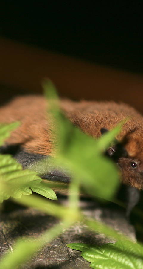 Pipistrello albolimbato